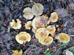 Pholiota jahnii