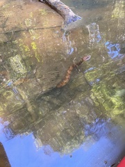 Nerodia sipedon pleuralis