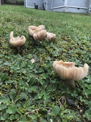 Cuphophyllus pratensis