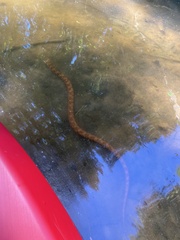 Nerodia sipedon pleuralis