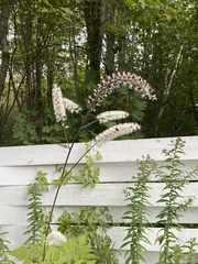 Actaea elata
