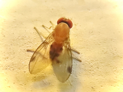 Leucophenga varia