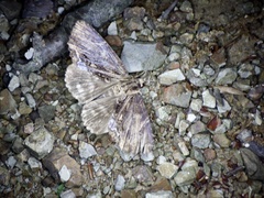 Ercheia umbrosa