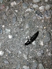 Staphylinini