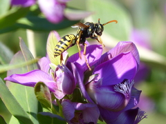 Polistes dominula