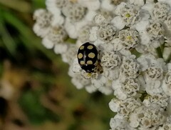 Coccinula quatuordecimpustulata