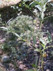 Eupatorium serotinum