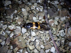 Nicrophorus quadripunctatus