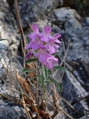 Satureja subspicata