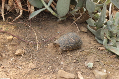 Stigmochelys pardalis