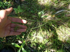 Juncus