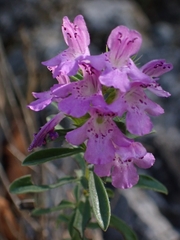 Satureja subspicata