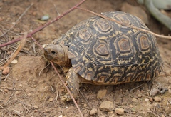 Stigmochelys pardalis