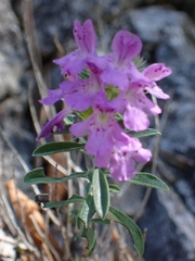 Satureja subspicata