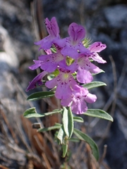 Satureja subspicata