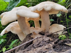 Hypsizygus