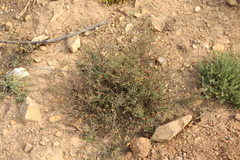 Hermannia diversistipula diversistipula