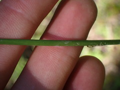 Juncus