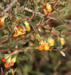 Hermannia diversistipula diversistipula