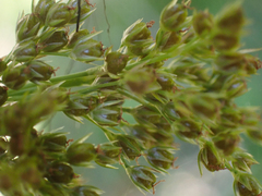 Juncus