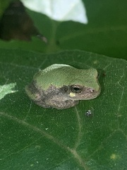 Hyla avivoca
