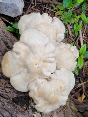 Hypsizygus