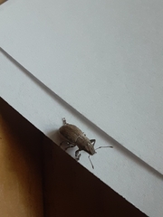 Naupactus peregrinus