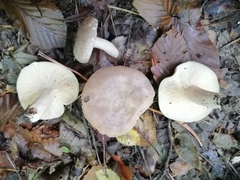 Lactarius pallidus