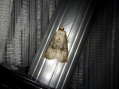 Bryophilina mollicula