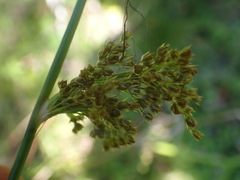 Juncus