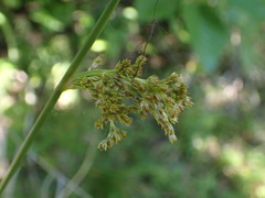 Juncus