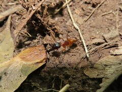 Camponotus americanus