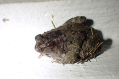 Occidozyga martensii