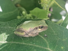 Hyla avivoca