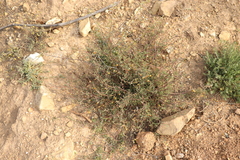 Hermannia diversistipula diversistipula