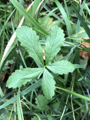 Potentilla reptans