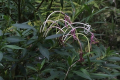 Exostema longiflorum