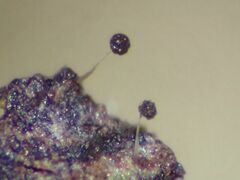 Clastoderma microcarpum