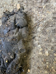 Scleroderma polyrhizum