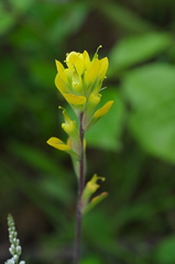 Castilleja kraliana