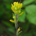 Cahaba Indian Paintbrush - Photo (c) Eric in SF, some rights reserved (CC BY-NC-ND), uploaded by Eric in SF