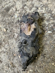 Scleroderma polyrhizum