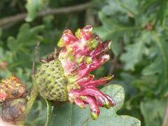 Andricus grossulariae