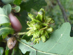 Andricus grossulariae