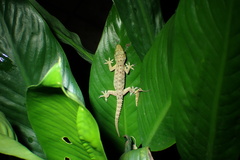 Hemidactylus parvimaculatus