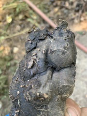 Scleroderma polyrhizum