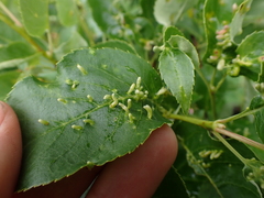 Eriophyes emarginatae