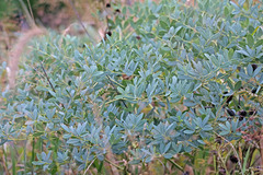 Baptisia australis