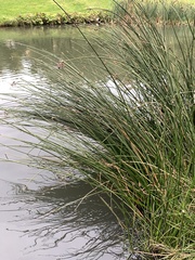 Schoenoplectus lacustris