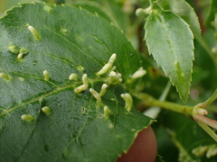 Eriophyes emarginatae